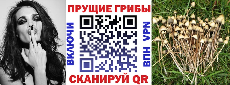 Галлюциногенные грибы Psilocybe  хочу   omg онион  Бологое 